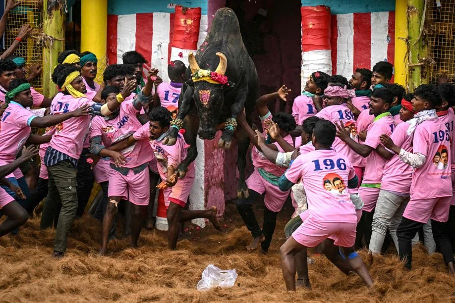 C'è una corrida che uccide più di quella spagnola. Sfidare la morte con il «jallikattu», il corpo a corpo con il toro — corriere.it
