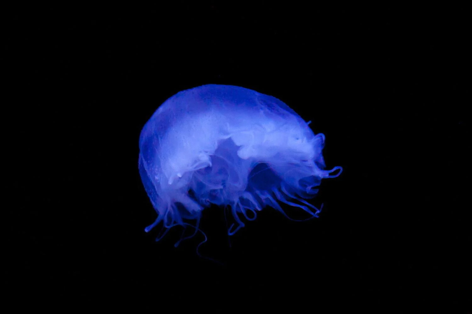 Medusas dormem e fazem 'power nap': estudo identifica ciclo de oito horas