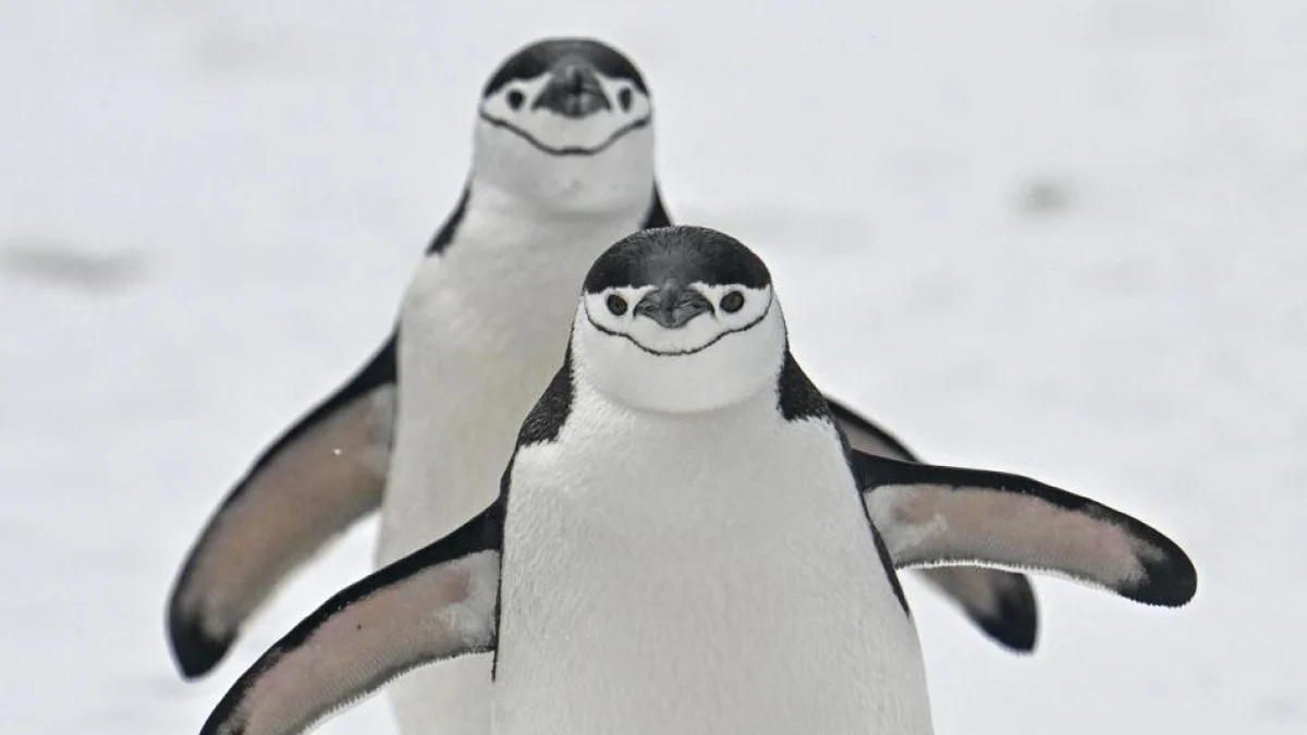 Antártida: aquecimento adianta estação reprodutiva dos pinguins e altera ritmos da vida