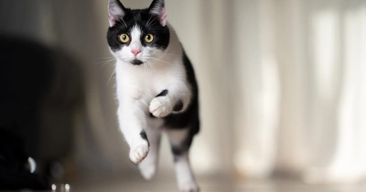 Gato Albert anunciado por 35€ no Vinted é salvo por resgatista: dona subestimou a vida do animal