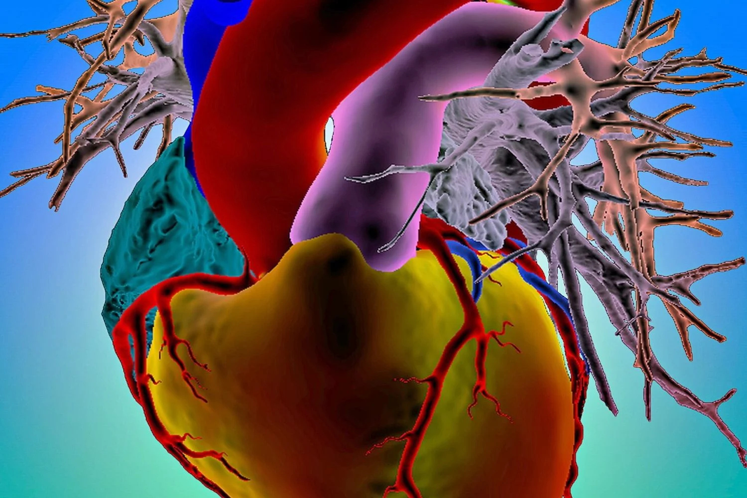 Ligação cérebro-coração: o nervo vago que retarda o envelhecimento do coração