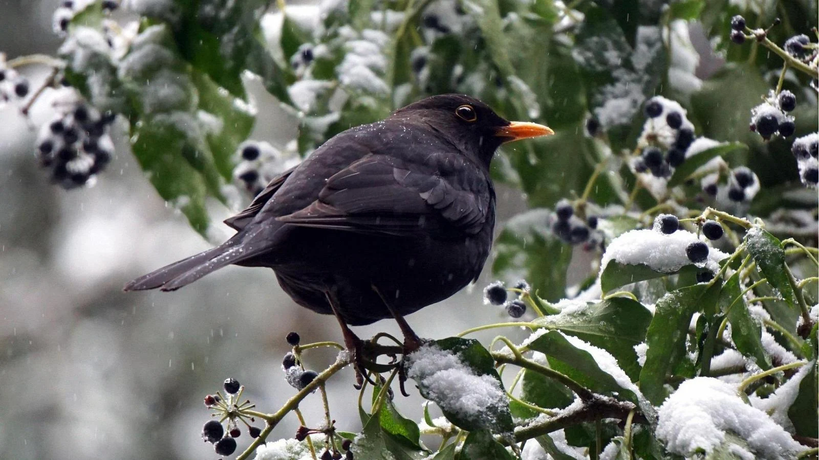 Dias da Merla: tradição, ciência e por que nem sempre são os mais frios do ano