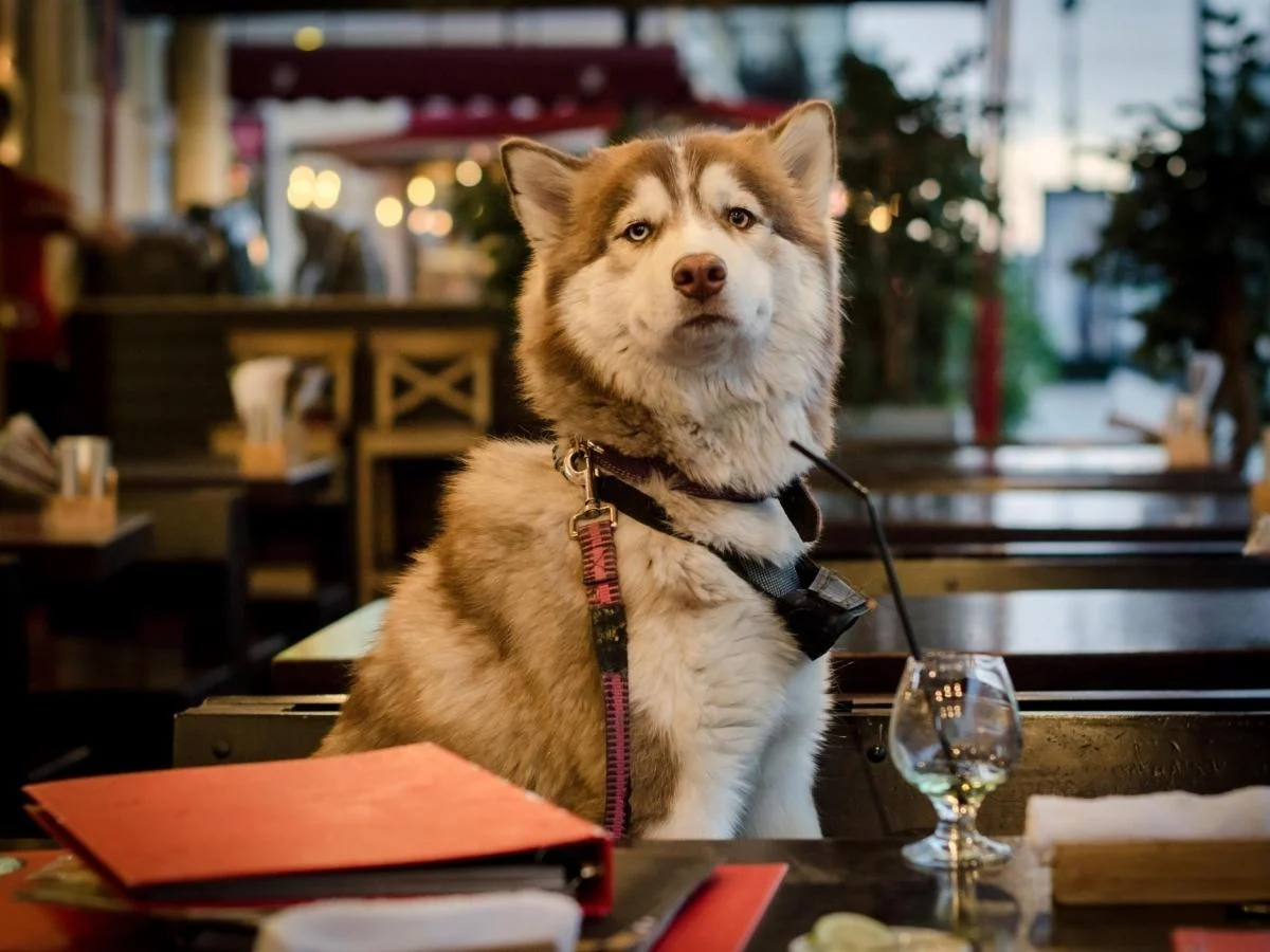 Faz sentido um menu pet friendly no restaurante? O que seu cão realmente precisaria