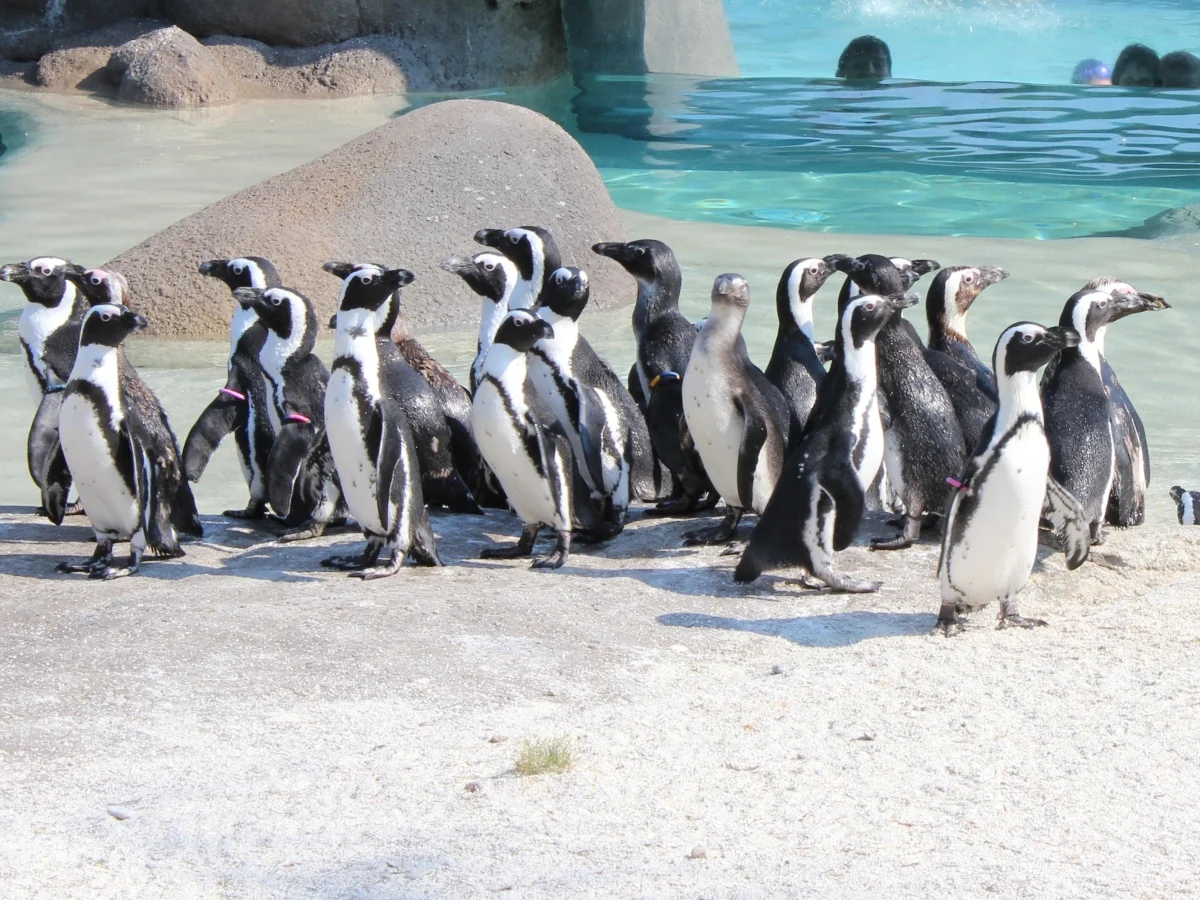 Torino celebra novos filhotes: a maior colônia de pinguins africanos da Itália cresce no Zoom