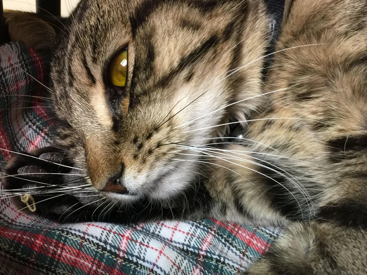 Estudo da UC Davis revela como o coronavírus dos gatos (FIP) persiste em células imunes — lições para o long Covid