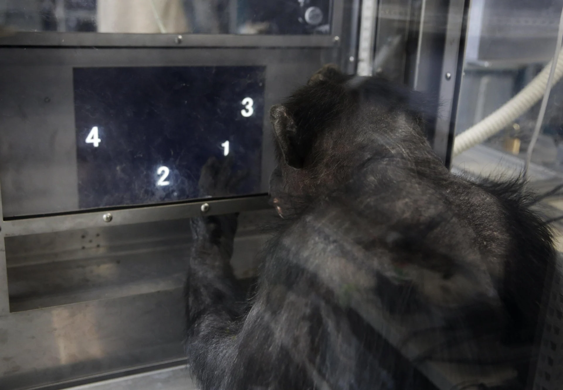 Morta la scimpanzé geniale «Ai»: sapeva disegnare e riconoscere simboli, numeri e colori — corriere.it