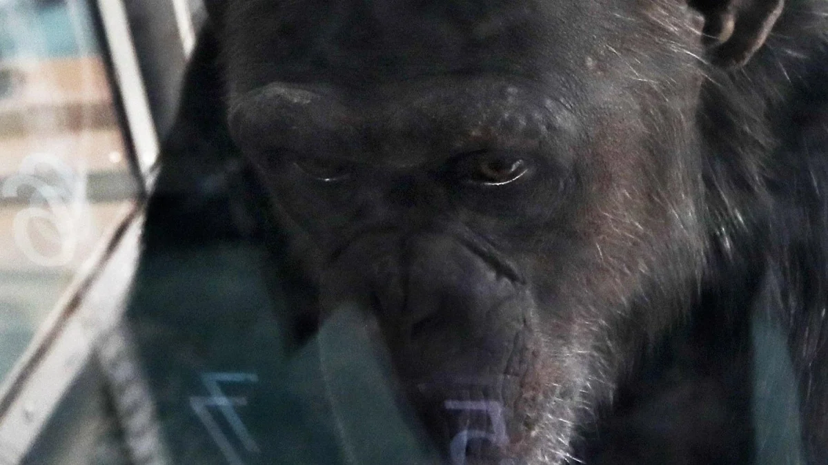 Adeus a Ai, a scimpanzé que iluminou a mente primata: memórias, números, cores e arte