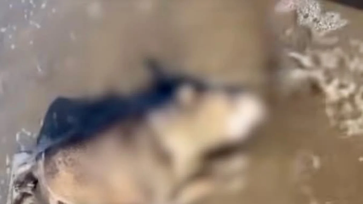 Pitbull encontrado morto na praia de Castel Volturno: a sombra dos **combates clandestinos**