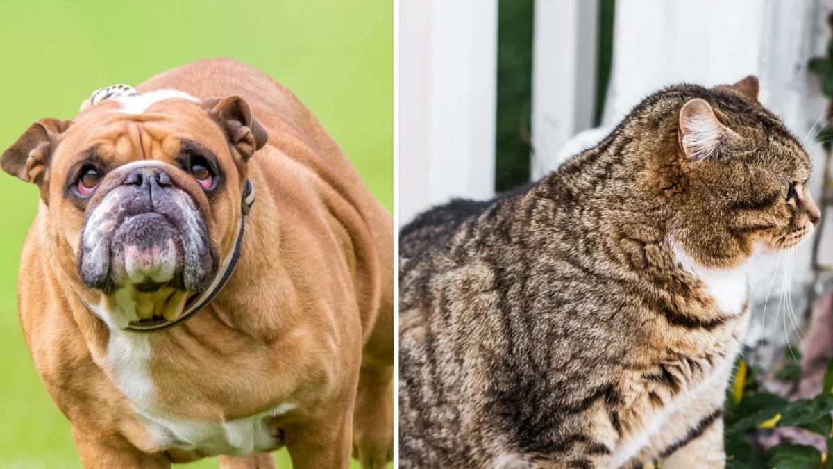 Por que crescem as doenças crônicas em animais? Doença, obesidade e o impacto na fauna selvagem