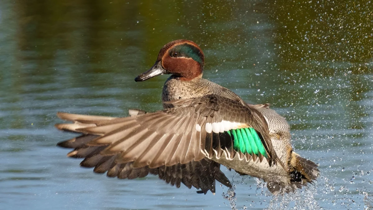 Abate Ilegal: Caçador Mata 30 Marrecas, Lei Permite Apenas 10