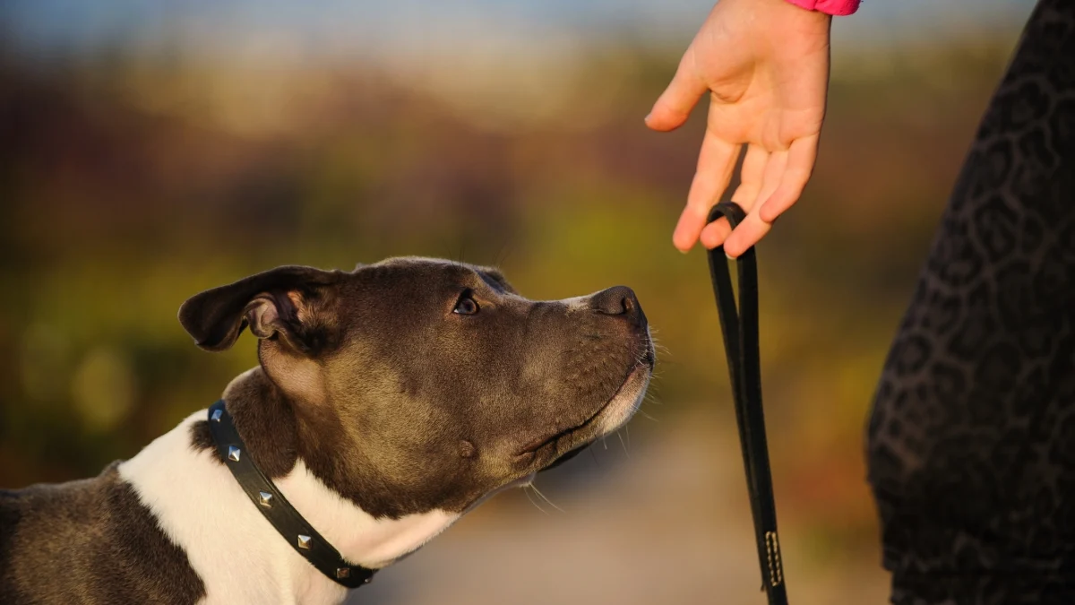 Pitbull escapou e matou idosa em L'Aquila: dona condenada a 1 ano e pedido de €1,5 milhão