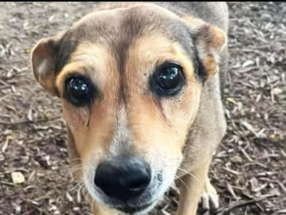 Confissão aponta advogado como mandante da morte da cachorrinha Timida em Siracusa