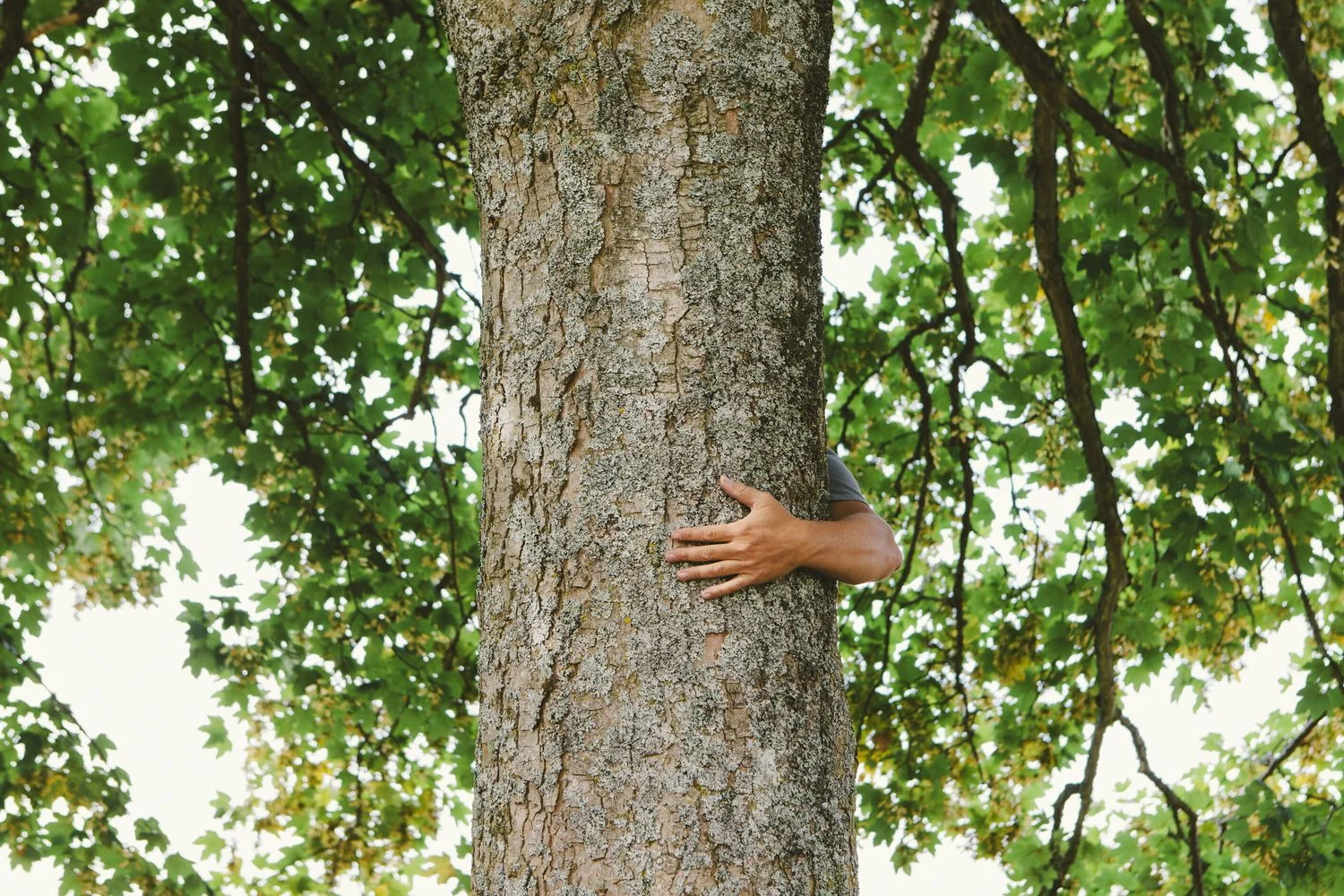 Djokovic e a 'silvoterapia': o que a ciência diz sobre abraçar árvores para manter a saúde