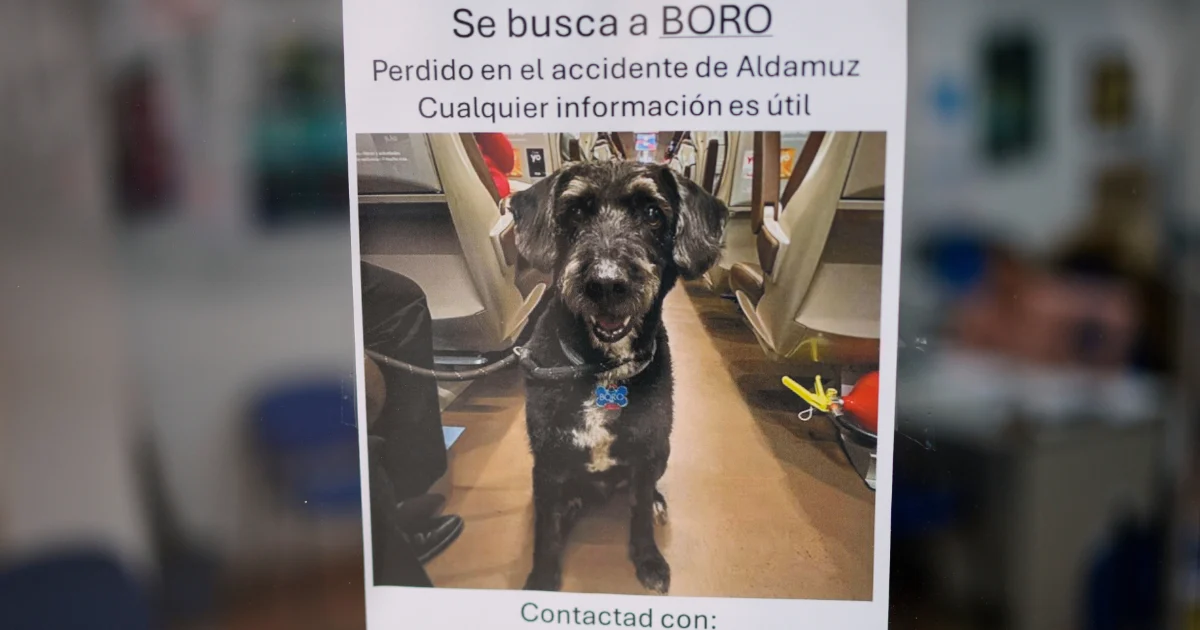 Boro, o cão perdido após o acidente ferroviário na Espanha, é encontrado vivo entre os destroços