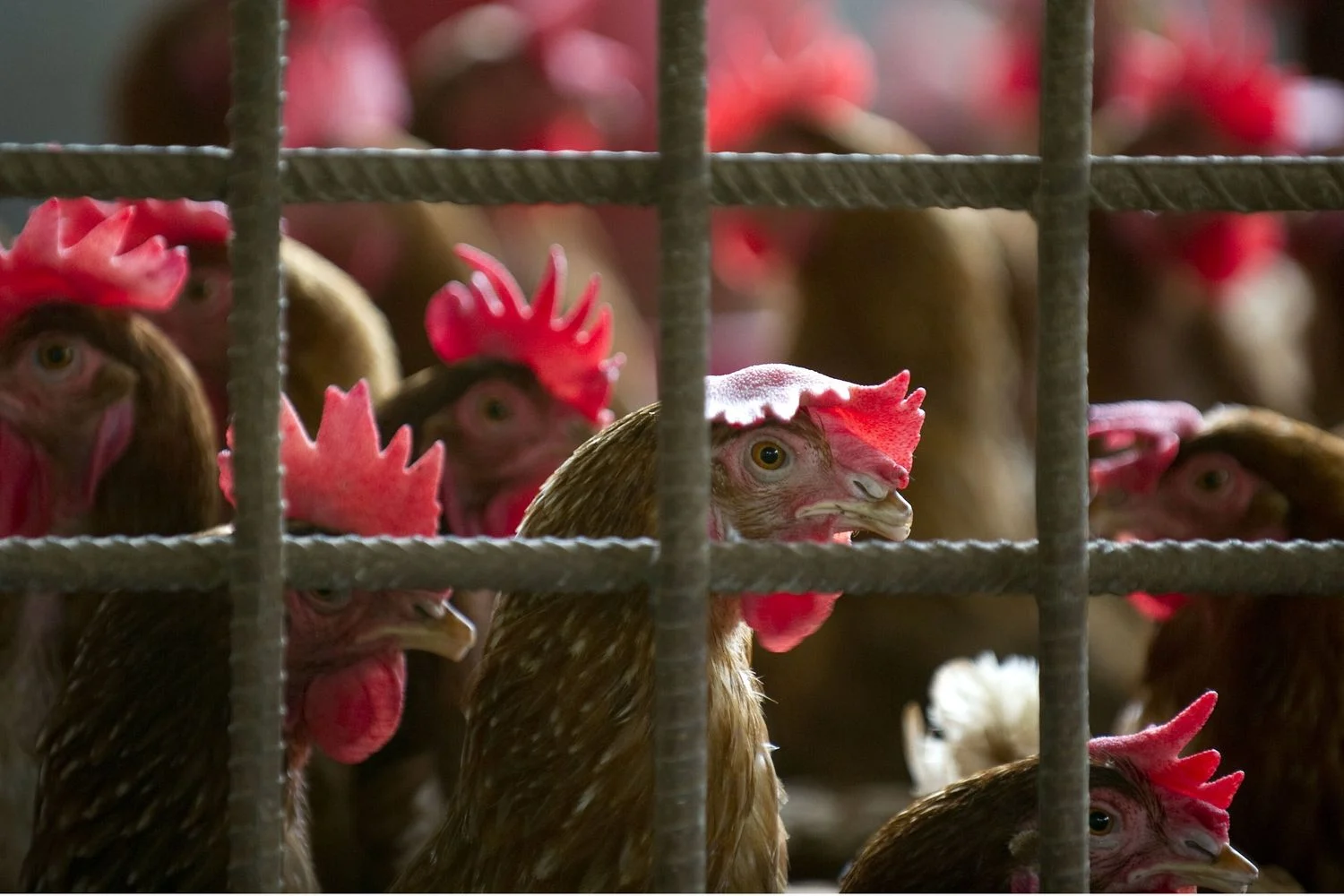 Tribunal de Bolonha determina que irmãs retomem participação direta no controle da Amadori