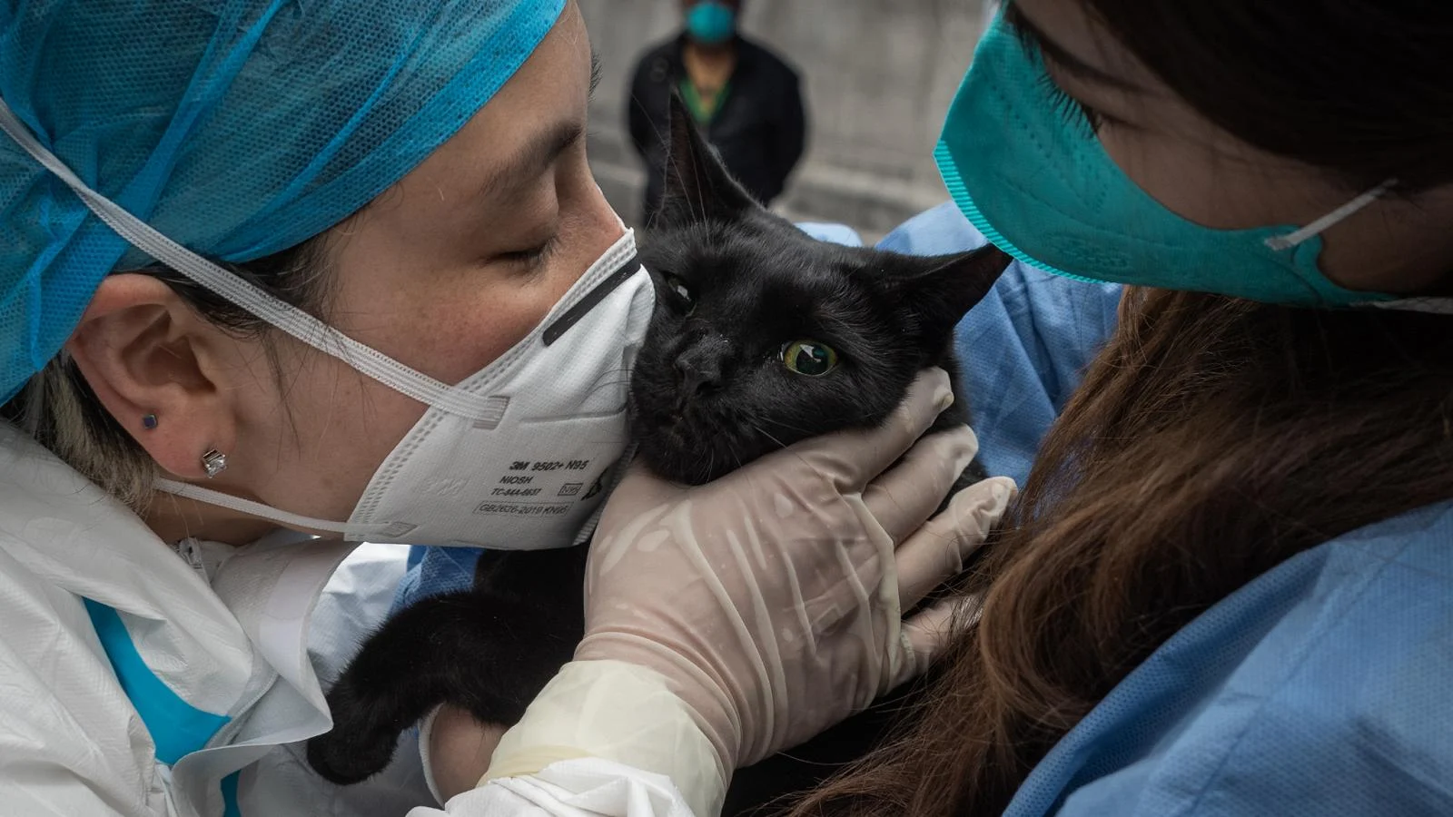 70% das infecções emergentes vêm de animais: Itália celebra a 1ª Giornata della Veterinaria em 25 de janeiro