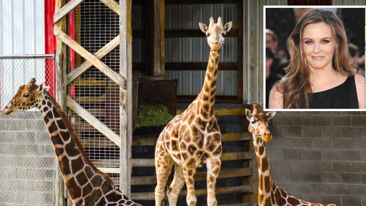 O mistério das girafas neonatas desaparecidas que mobiliza a América — Alicia Silverstone entra em cena