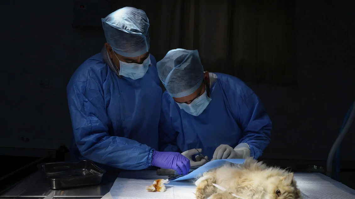 70% das infecções emergentes vêm dos animais: surge o Dia Nacional da Prevenção Veterinária