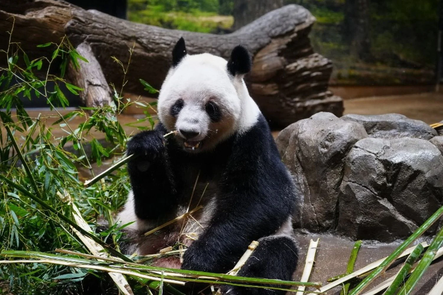 Pandas deixam Tóquio: sinal de tensão nas relações entre Japão e China