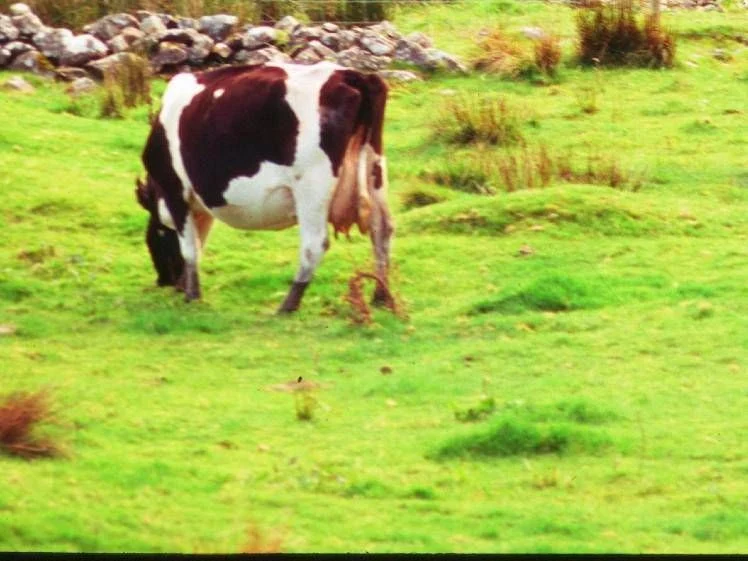 Gripe aviária: Holanda detecta anticorpos de H5N1 em vaca leiteira após morte de gato — 1º registro fora dos EUA