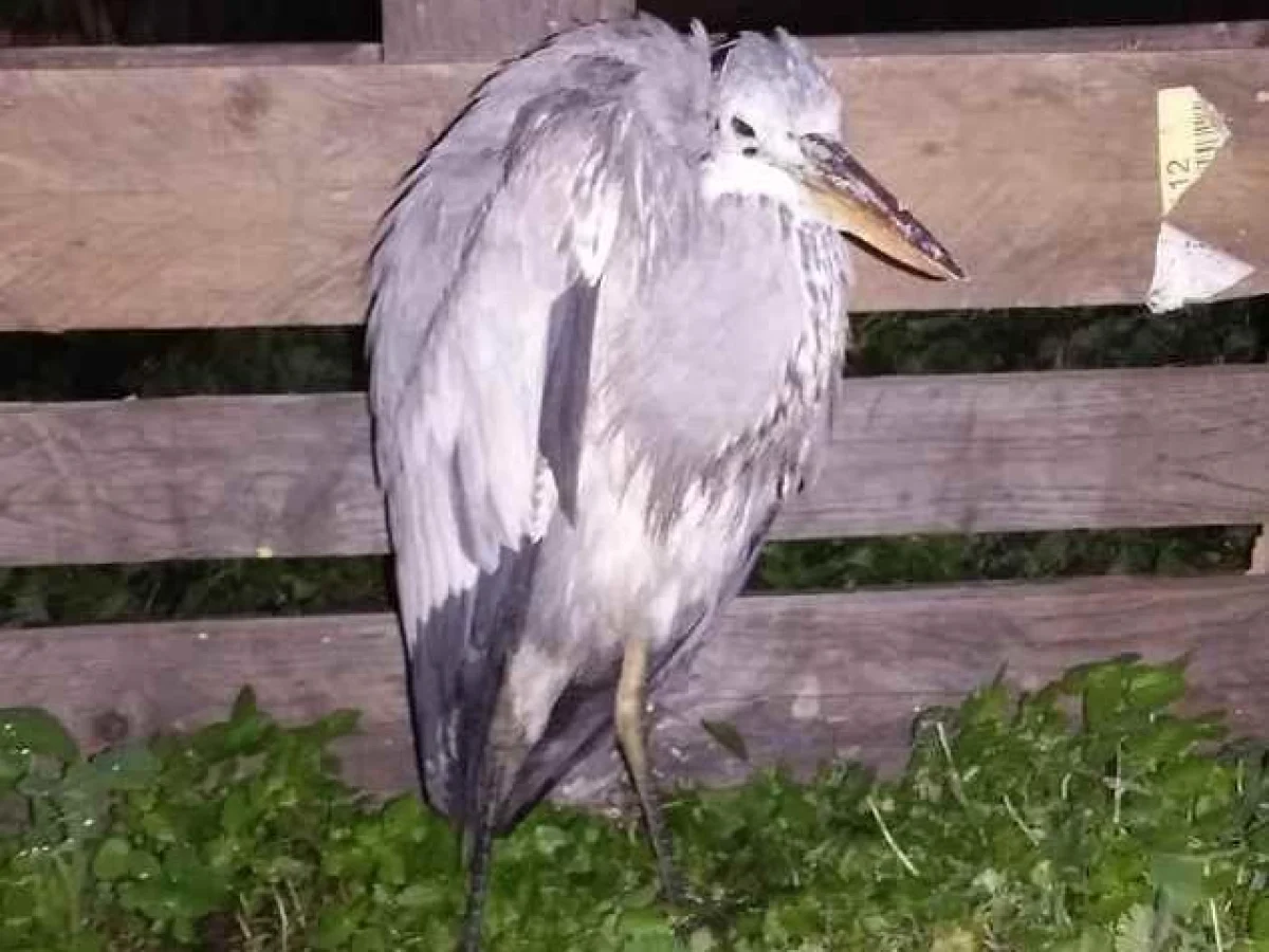 Garça-real jovem é resgatada em San Marzano sul Sarno por voluntários da ENPA