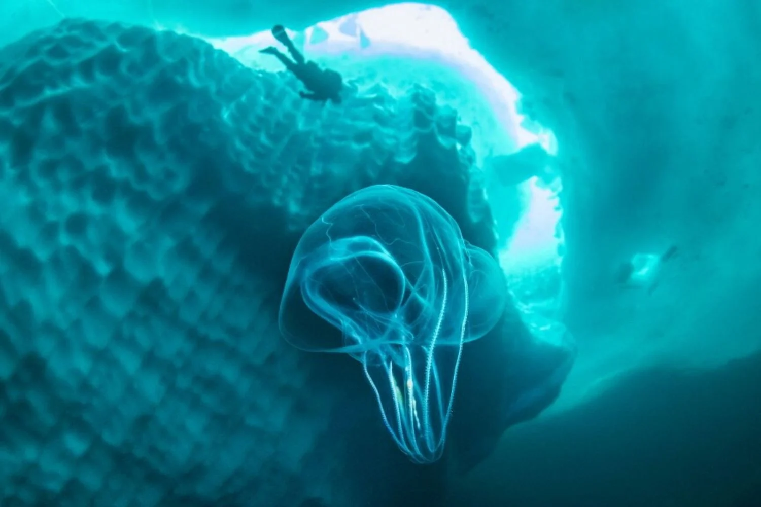 Noz-do-mar (Mnemiopsis leidyi) cresce na Laguna de Veneza e ameaça pesca e ecossistemas