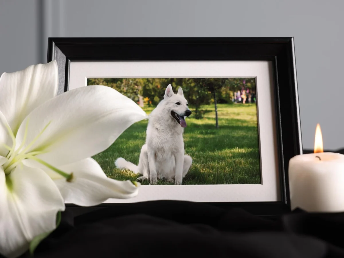 Ciência confirma: a morte de um animal de estimação pode causar luto prolongado como a perda de um familiar