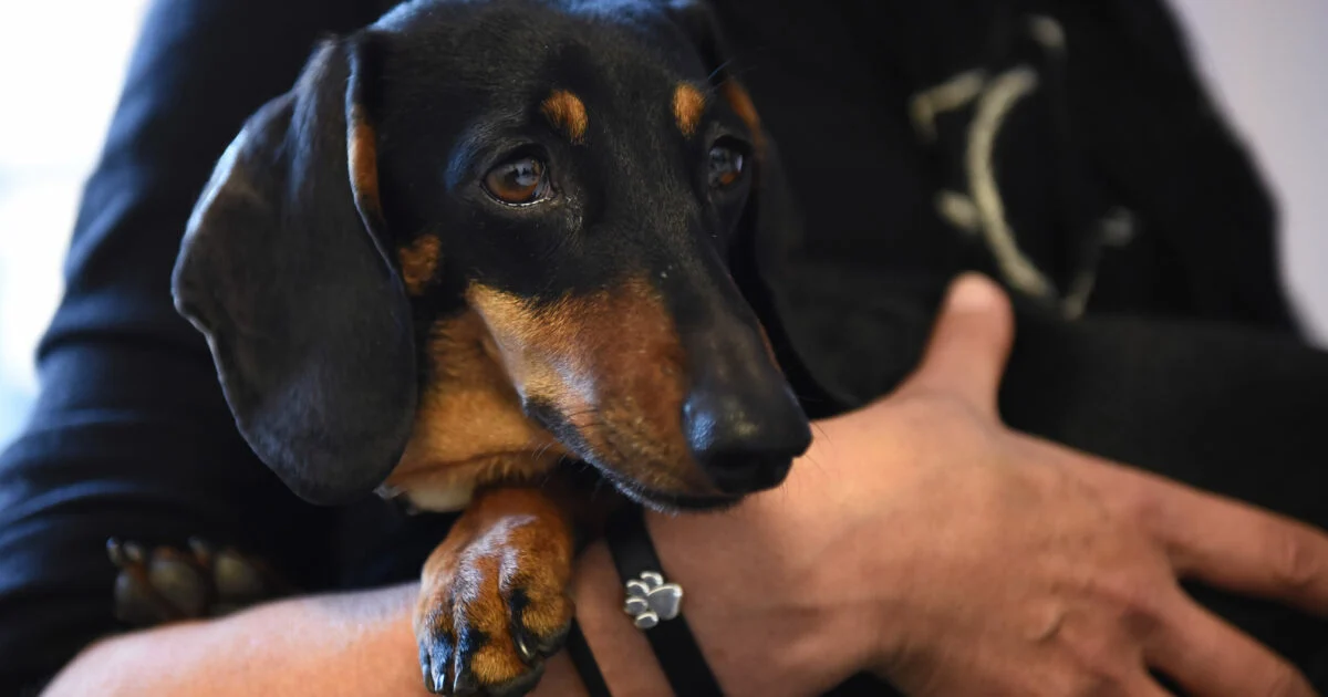 Veterinário diz “não” e salva bassotto cego: Ollie sai da eutanásia e ganha nova família na Flórida