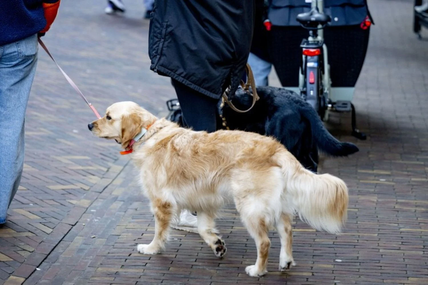 Novas diretrizes internacionais para reconhecer a demência canina