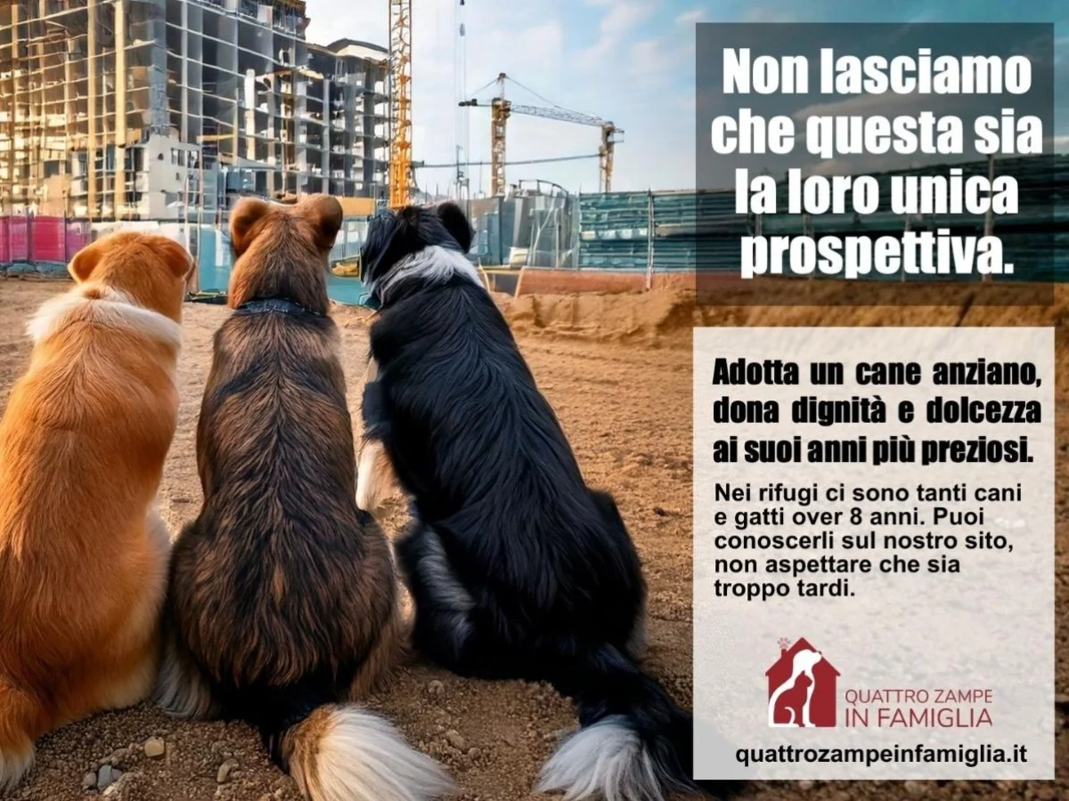 Adote um animal idoso neste inverno: campanha ilumina caminhos para cães e gatos maduros