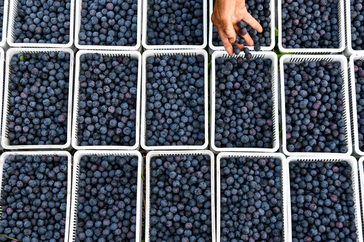Uma xícara diária de mirtilos silvestres melhora a saúde cardiometabólica