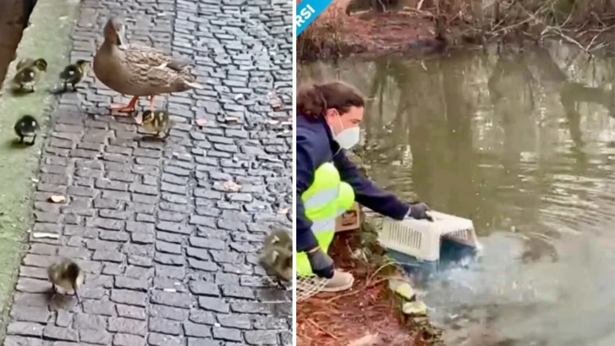 Mãe-pata e seus 12 patinhos são resgatados nos claustros da Statale de Milão
